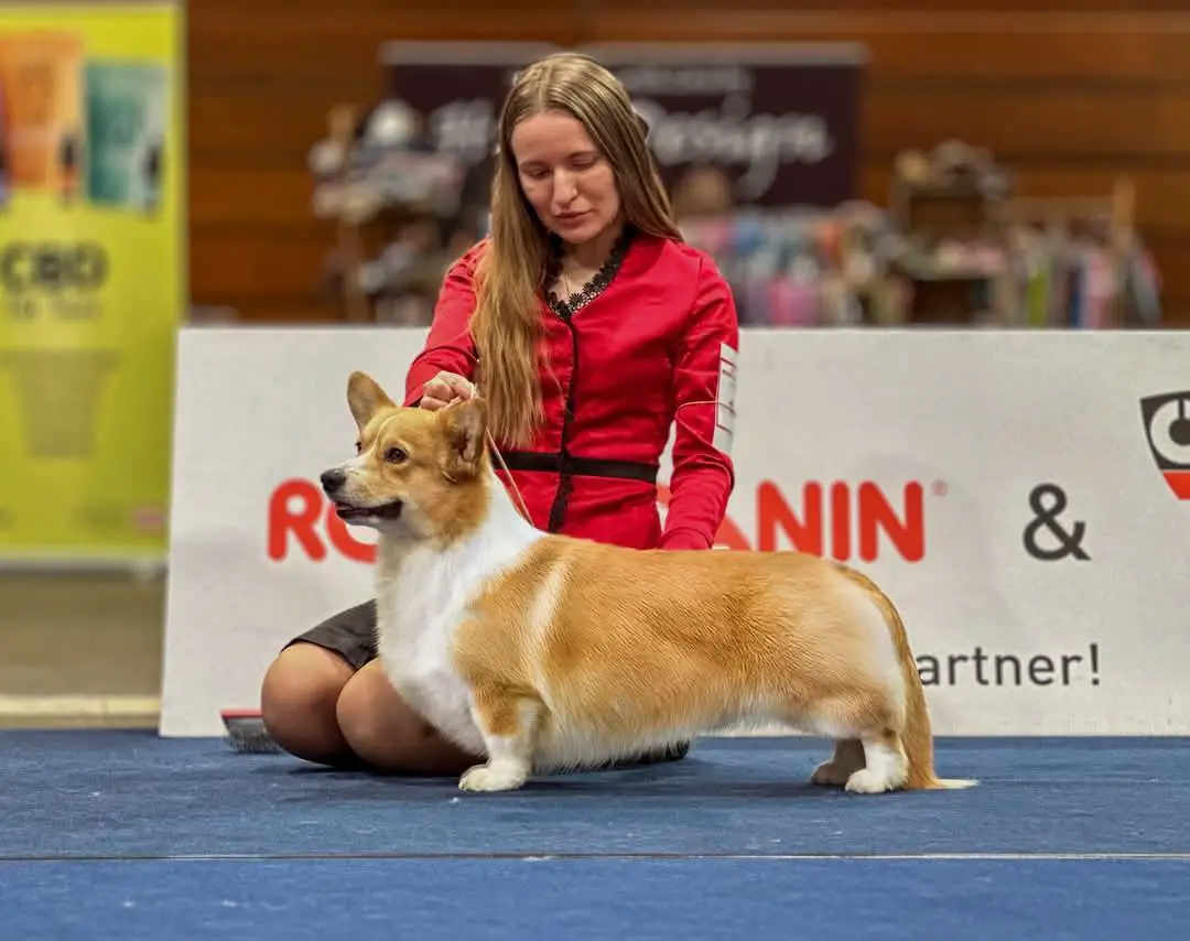 Ch LUX, Ch RO, Ch HU, Ch AL, Corwood Symon