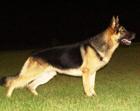 SG Brando von der Camorra