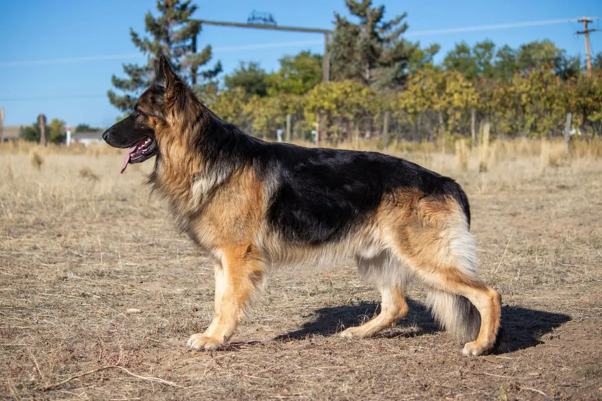 Ares Von Berge