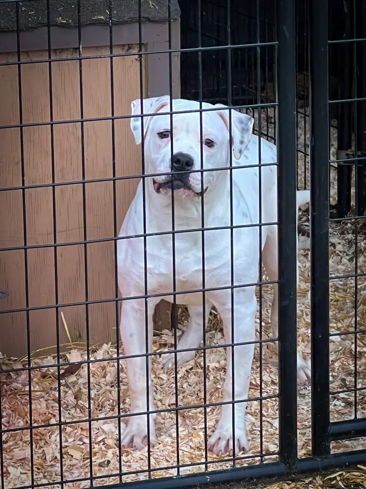 NKC JR CH Centerbull's Skankin' Sweet AKA Sway