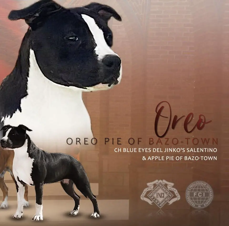 Oreo Pie Of Bazo-Town