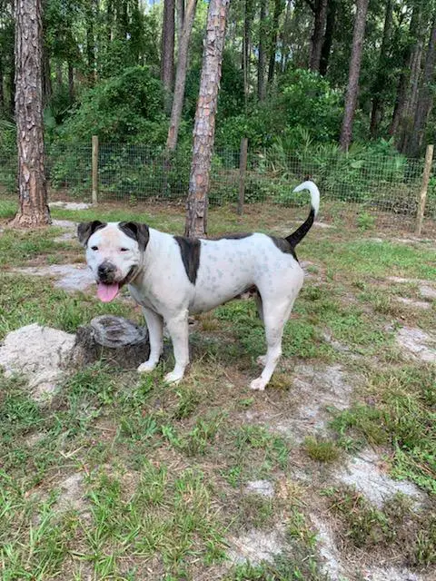 Junior Champion Sassy McLam of Laura