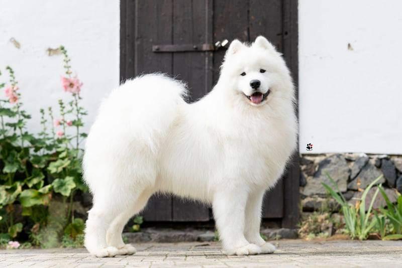 HPGW HJCH HCH SRBCH ROCH Lovely Snow Diamonds Charlie Storm