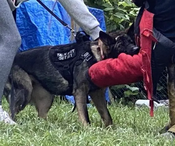 Vendetta Von Karma's Fury