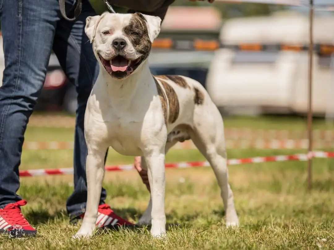 ABNA Grand Champion & NKC Champion Loony Bulldogs Dr Strange