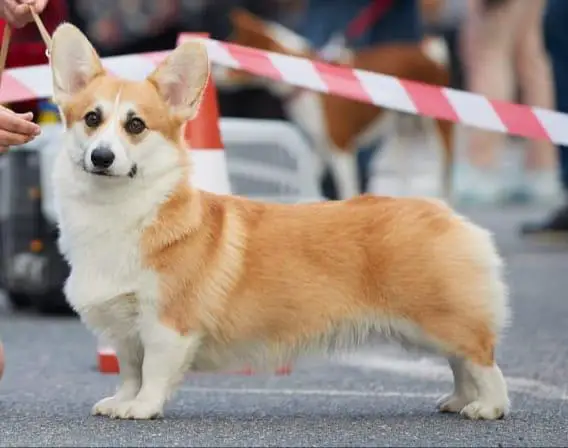 MISTYCOR OLIVIA KARA