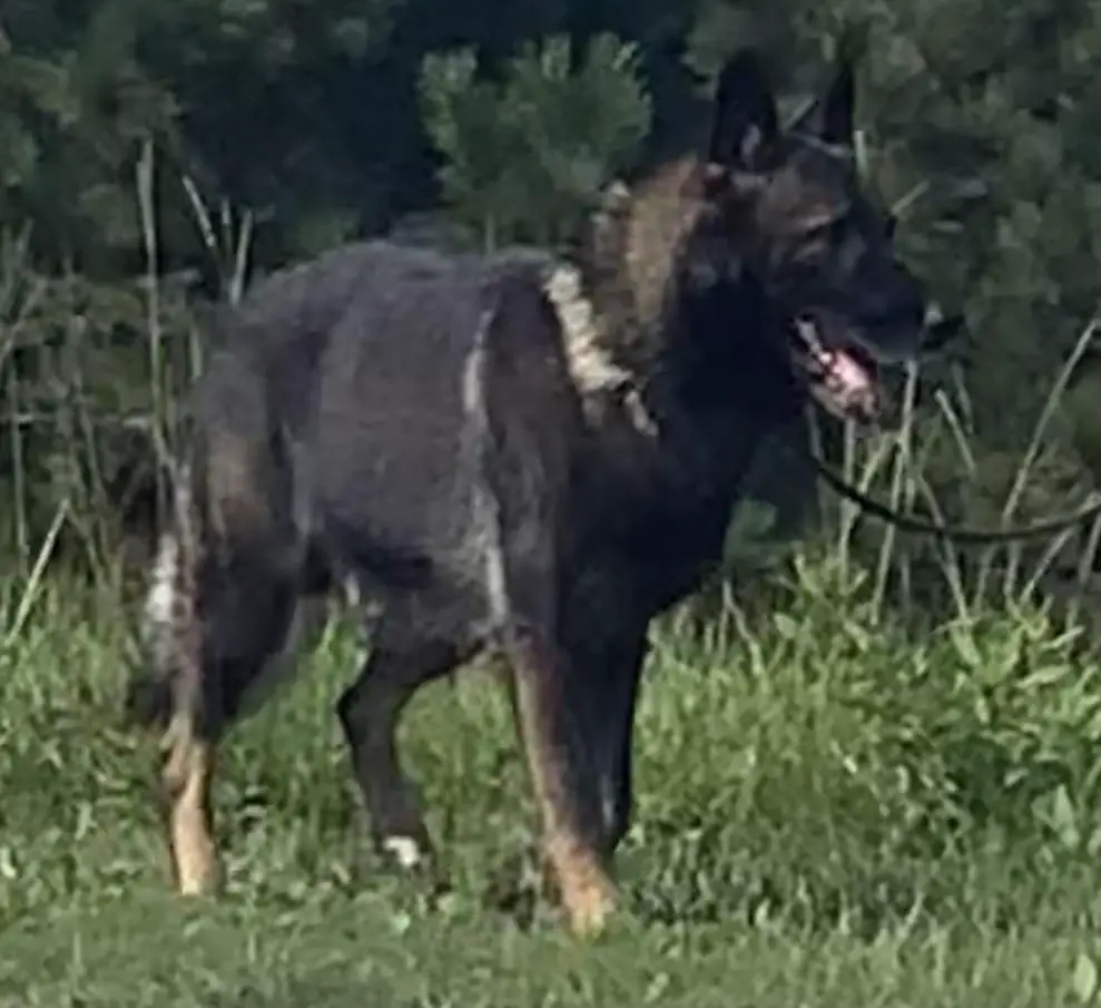 Snowy Pines Christof von Bissfasten