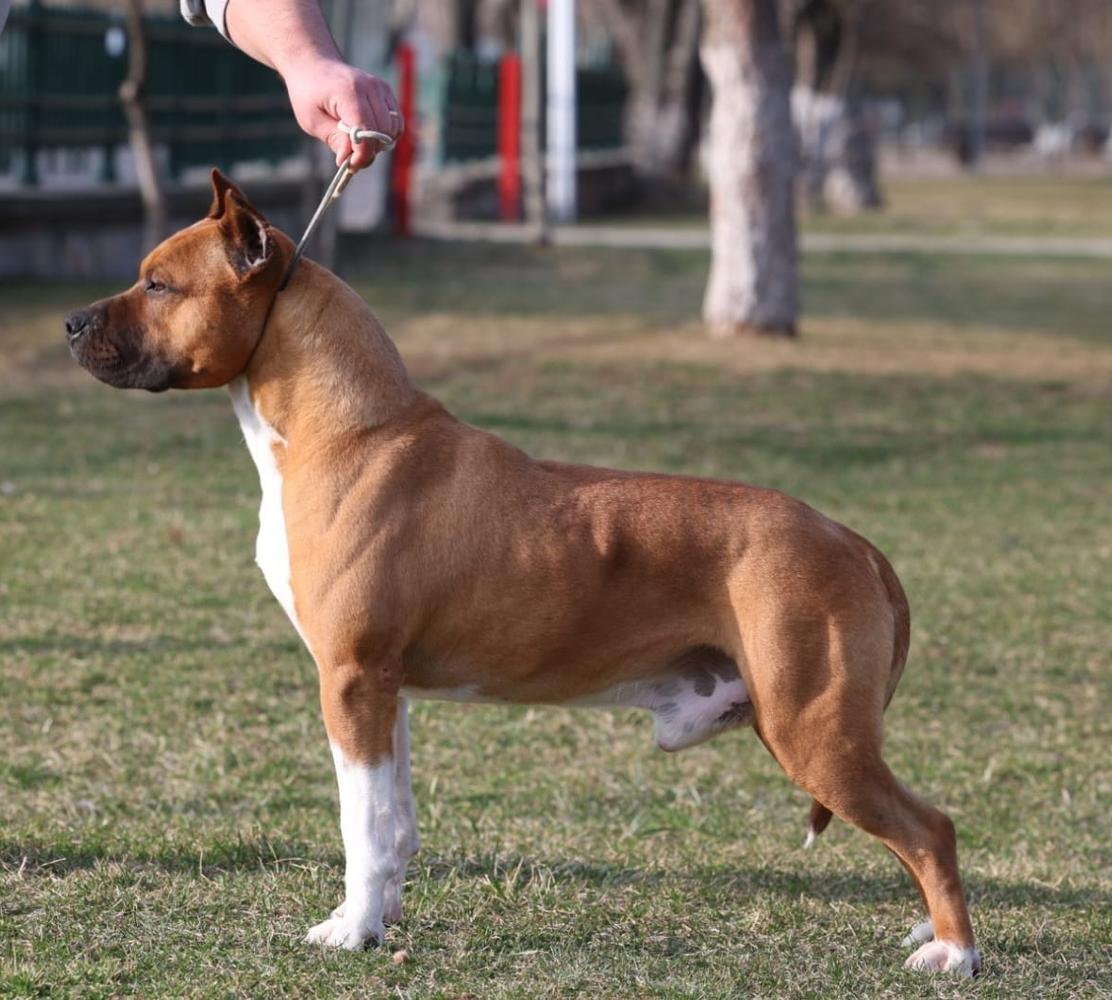 PEACE SPIRIT HANNIBAL LECTER