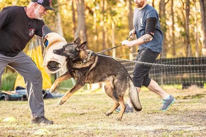Beskarhund Millennium Falcon