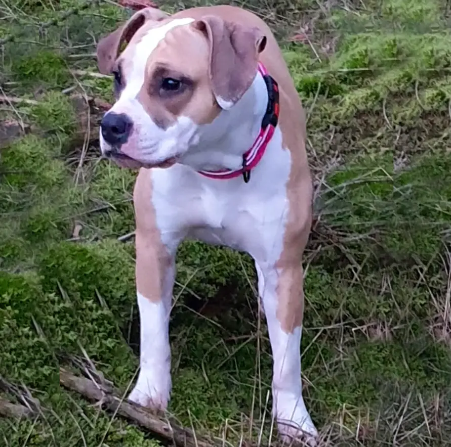 Annicaninas Esperanza