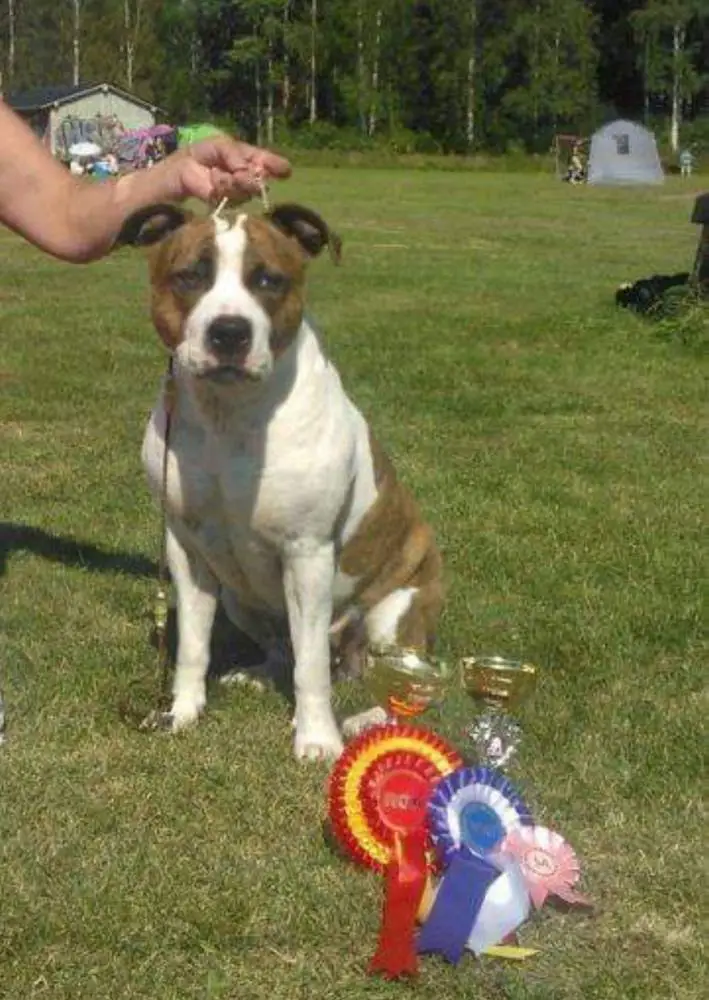 Strongwilled Midnight Star