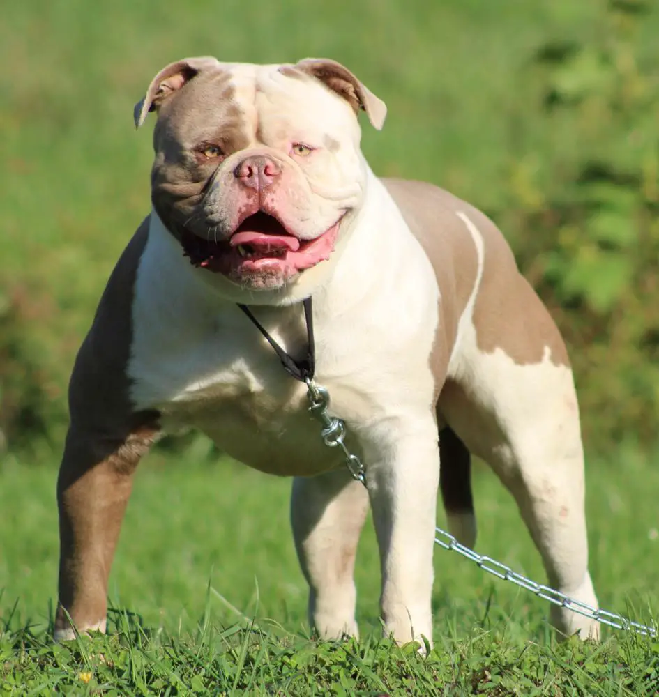 Strange's Shoot Me Straight