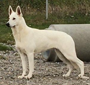 BeDaBlanco Quality Qvick