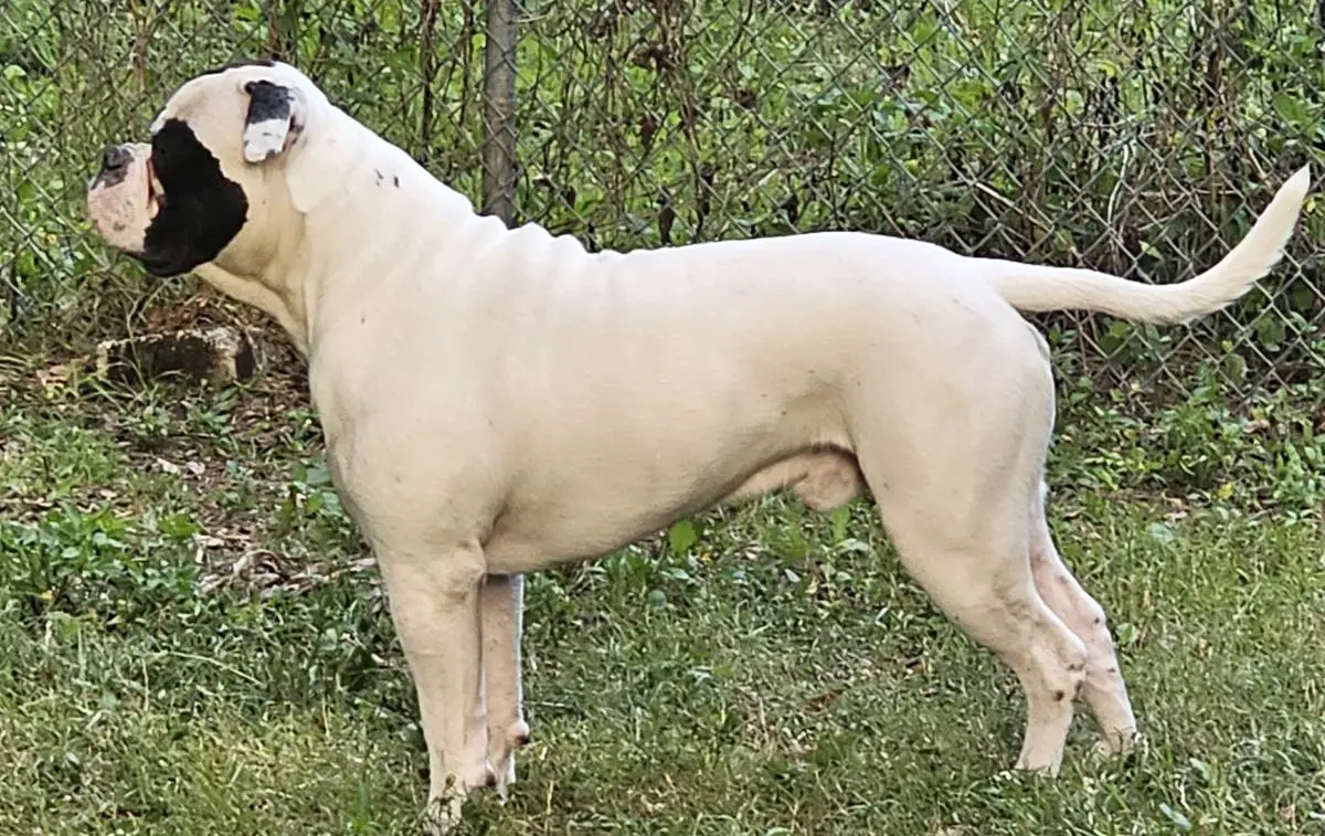 OCR's Maxwell of Deveraux