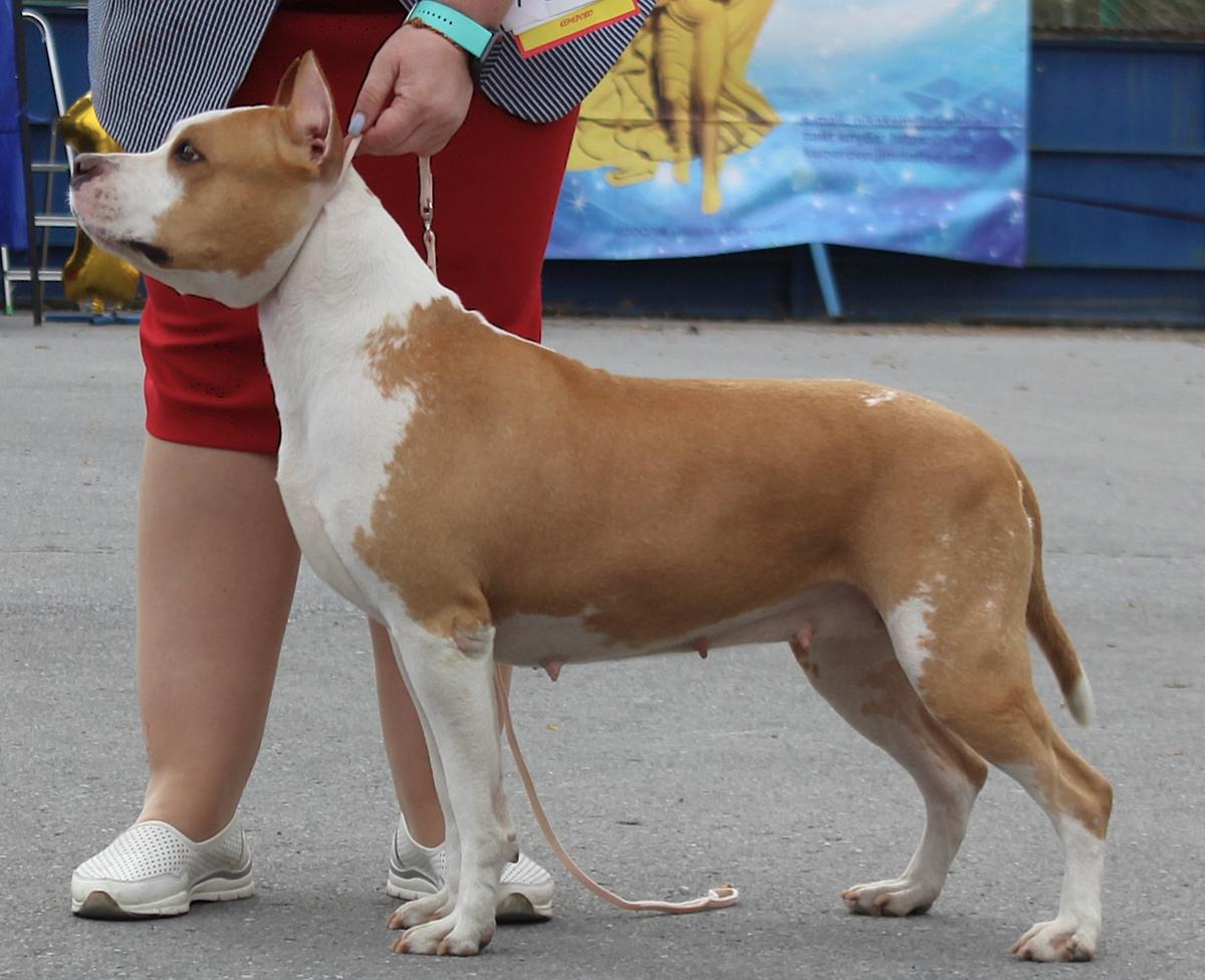 Far Lеp Hardinna Espanyola