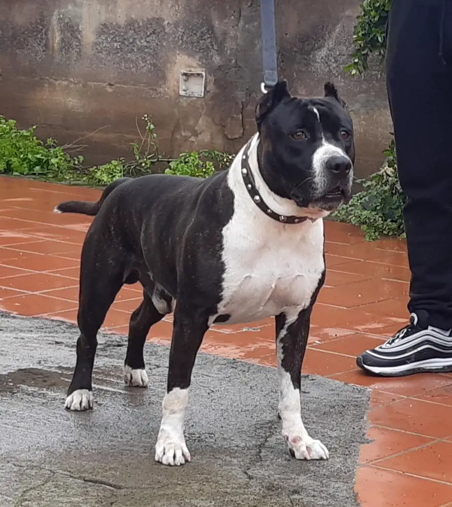 Rudis rudy