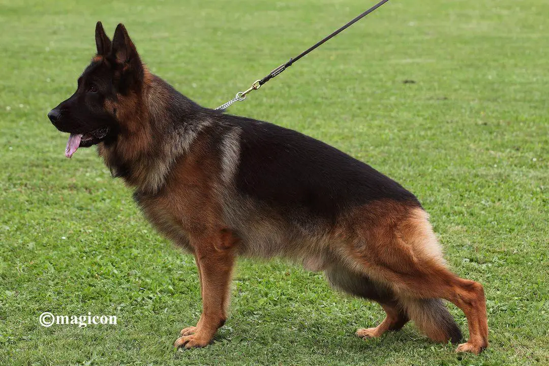 V47(BSZS 22) Pansho vom Fichtenschlag