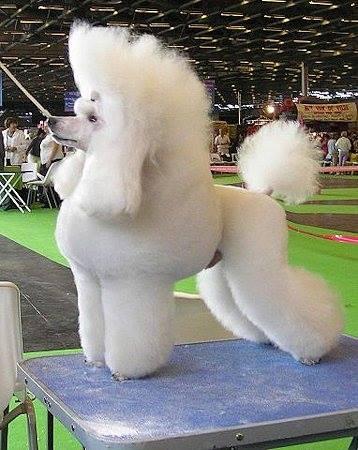 Rainbows Leading Man