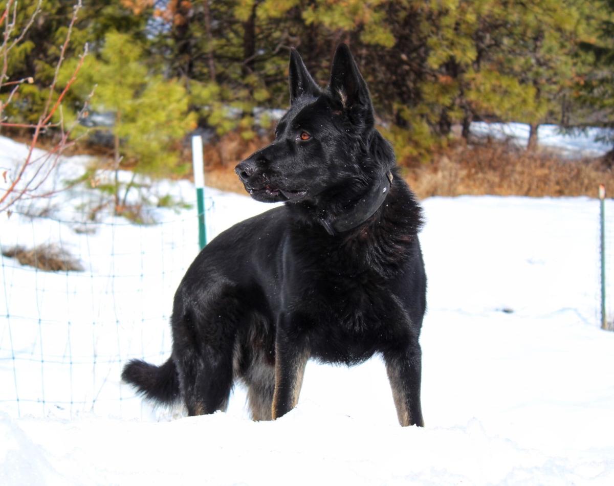 Ranger Vom Kriegergeist