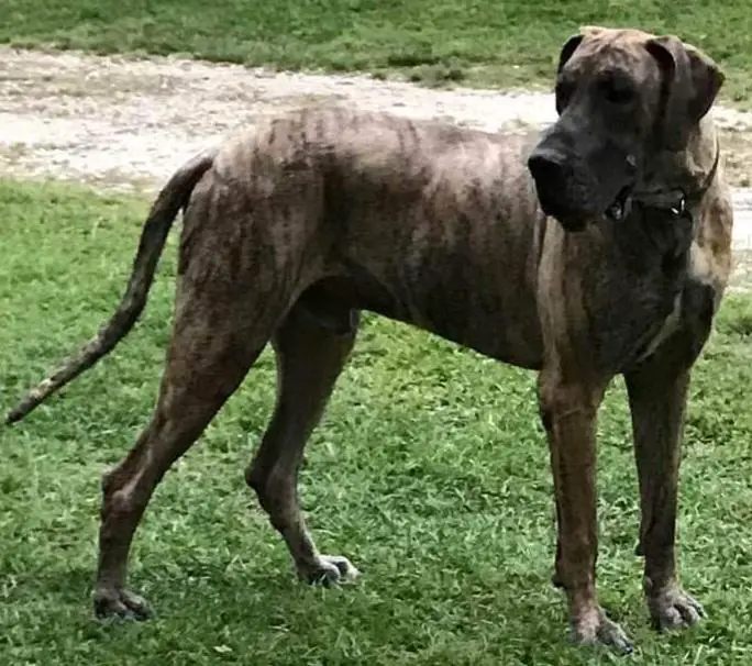 Wilsons Leopold Magnus Oldbluz