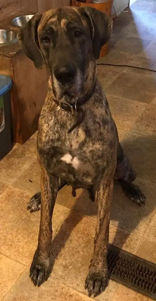 Miss Britta Justa Sweet Sugar Kiss