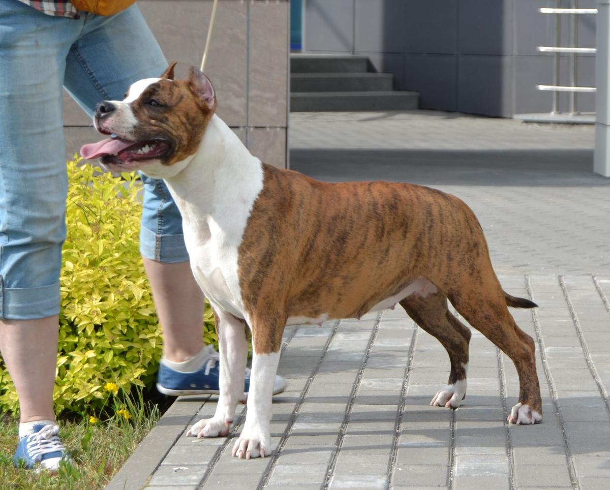 JCH. RUS, J GRAND CH.RUS CH.RUS, GRAND CH RUS Knightly Heart Ulrika