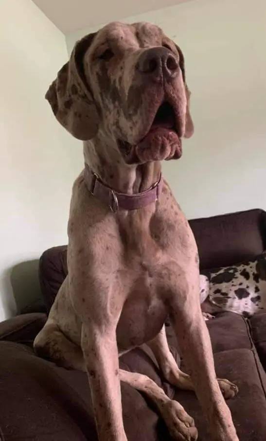 GPGD Raina Chocolate Storm Of Stark