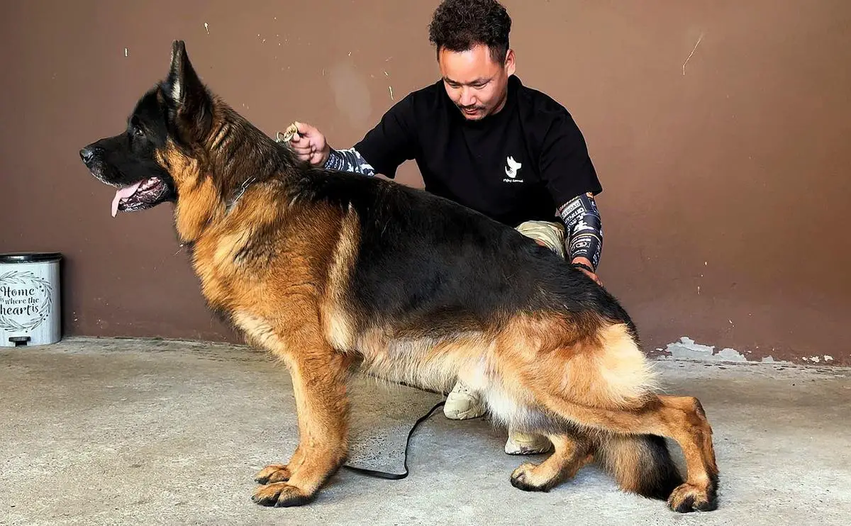 VA1(BIH;SER) Xsari vom Kapellenberg