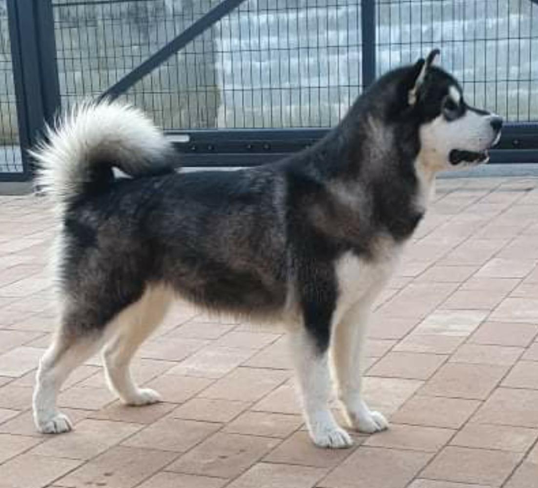 Easy to Love Avril Slovenian Wolf