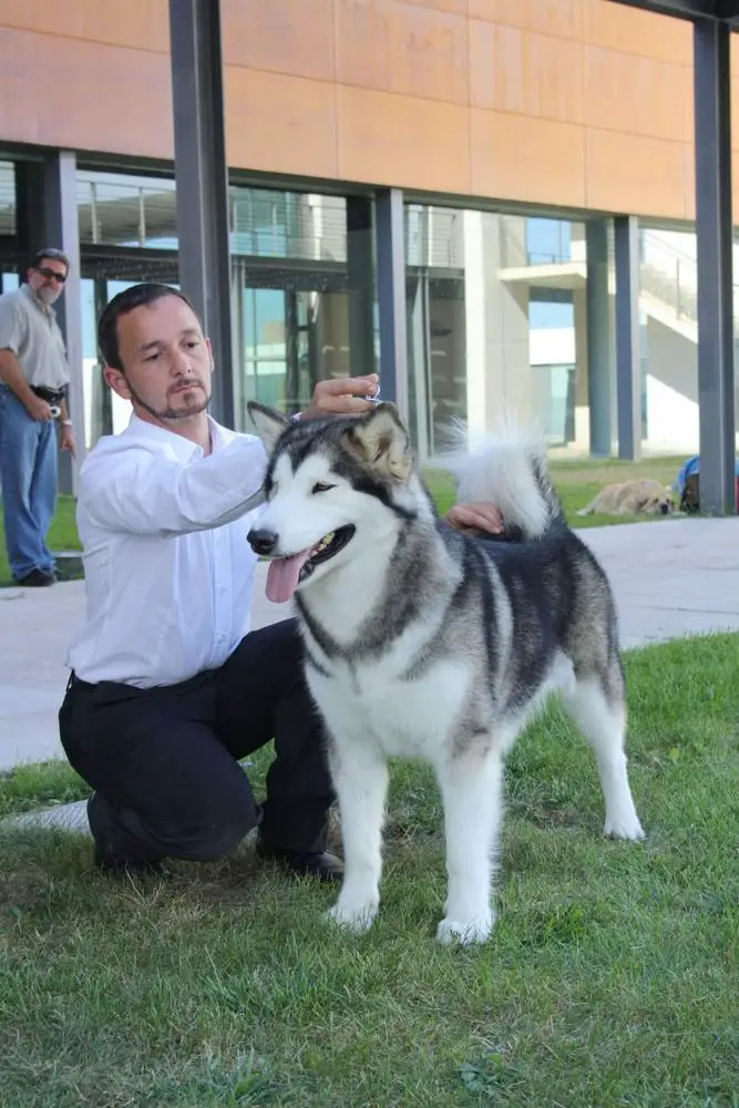 De Josema'Lamut Born To Be Fight