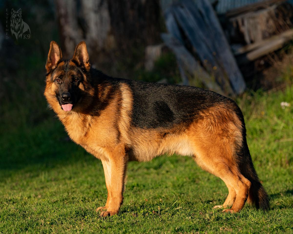 Esteemed K9's Precisionary Man