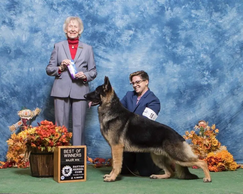 GCH CH Tacoras Michael Jacksons Thriller