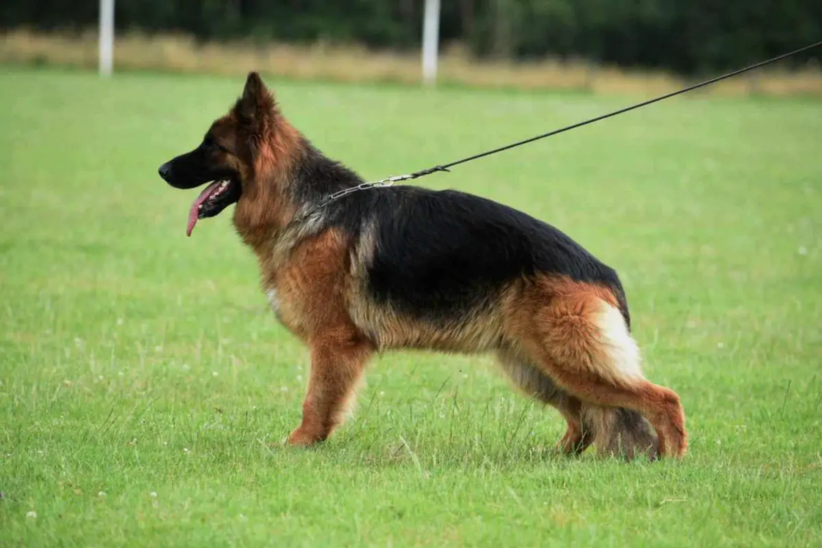 Corazon vom Fichtenschlag