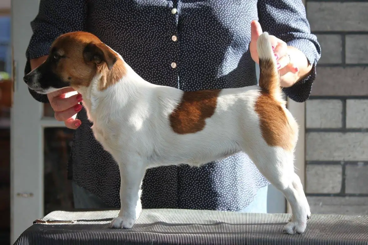 Zoendy Ziggi Stardust