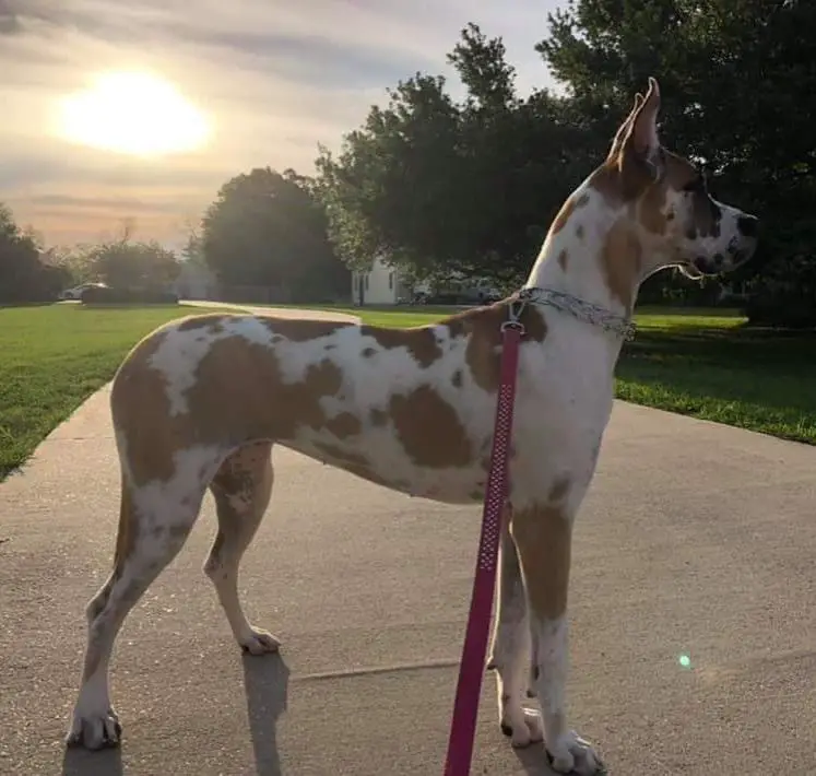 Kings Guardian Arsens Ultimo Uno Mas