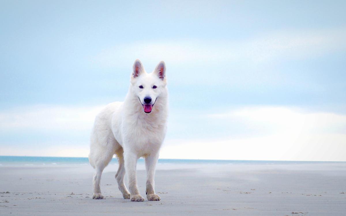 okami amaterasu du domaine de mazieres