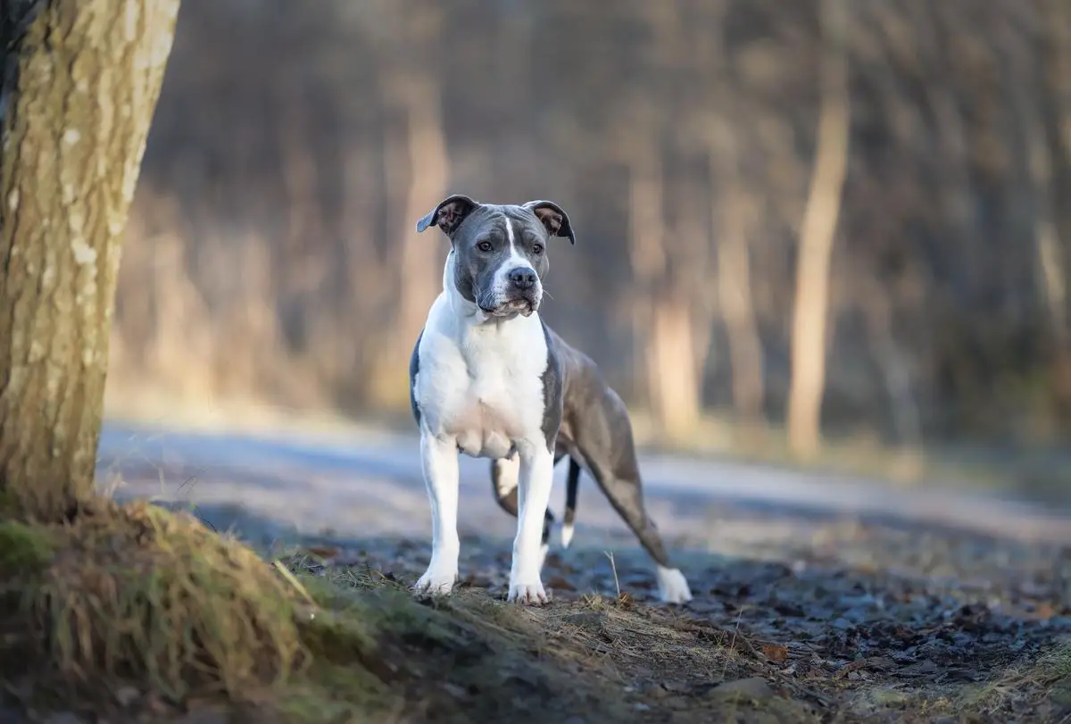 ZODIACANGELS ANDROMEDA