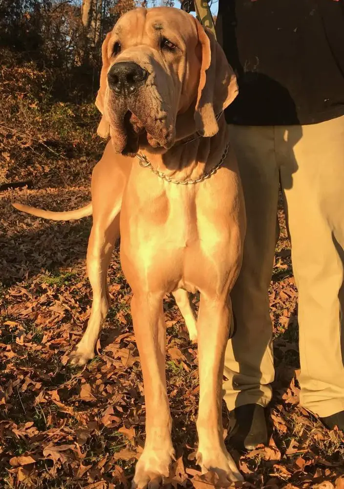 Simba Sanctus Rochus