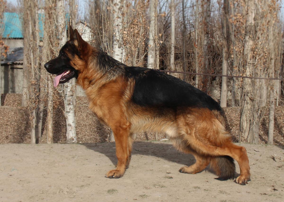 De Orse Mak Flai LONSDEIL