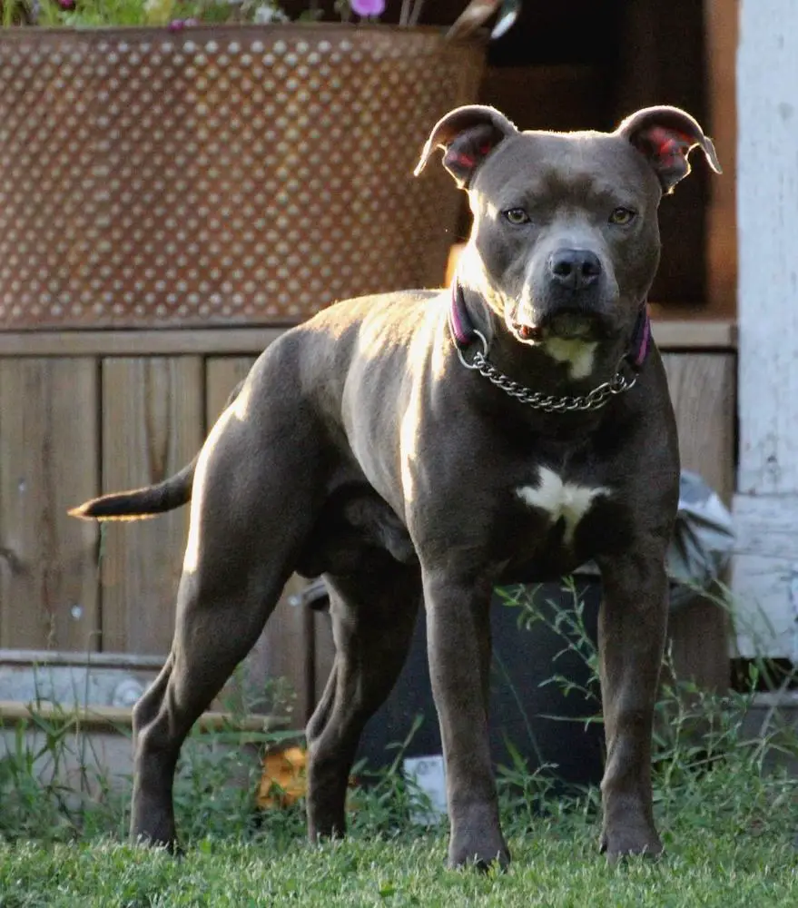 Fervens Fera Nine Millimeter Glock