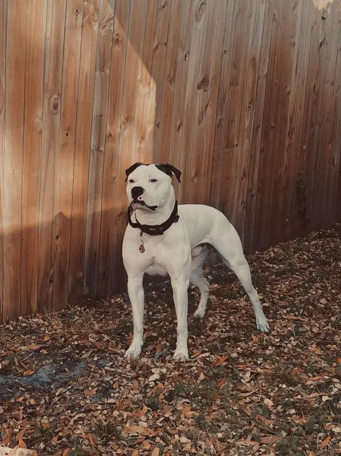 STRANGE’S BOUDREAUX