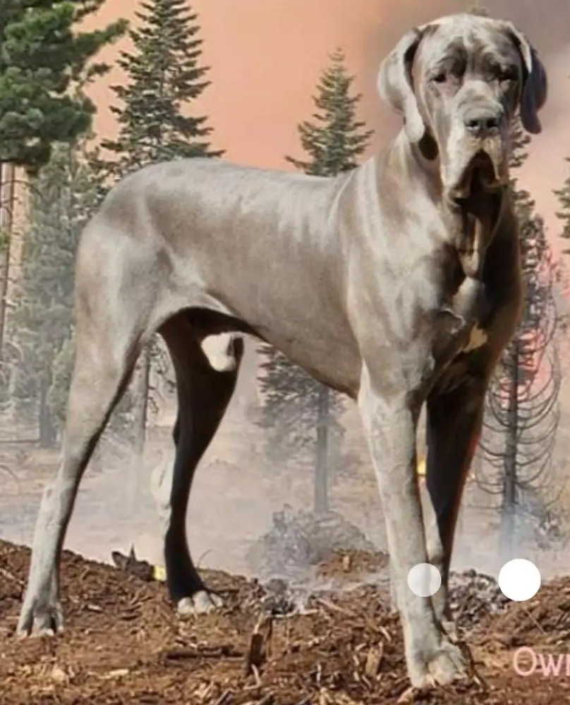 Anderson's Shoulda Been A Harley Of Heidle Danes