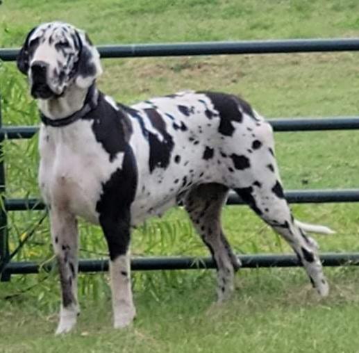 Pandoras Box Of NSGD