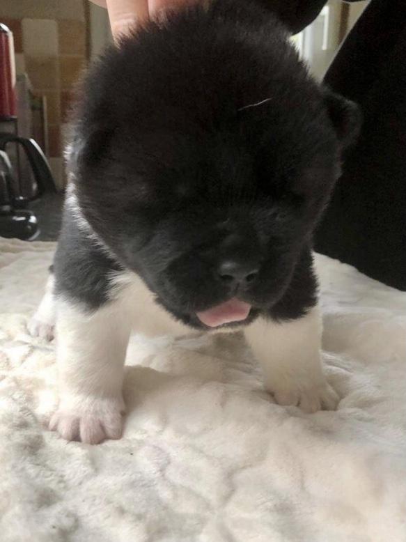 Les Sens Daïka Sintra