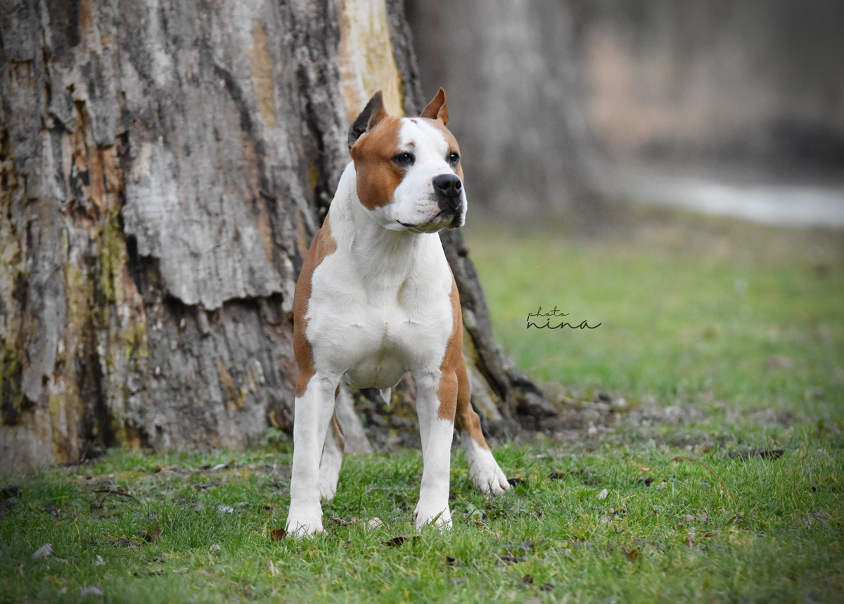 GOLDEN BOY LONG STEP