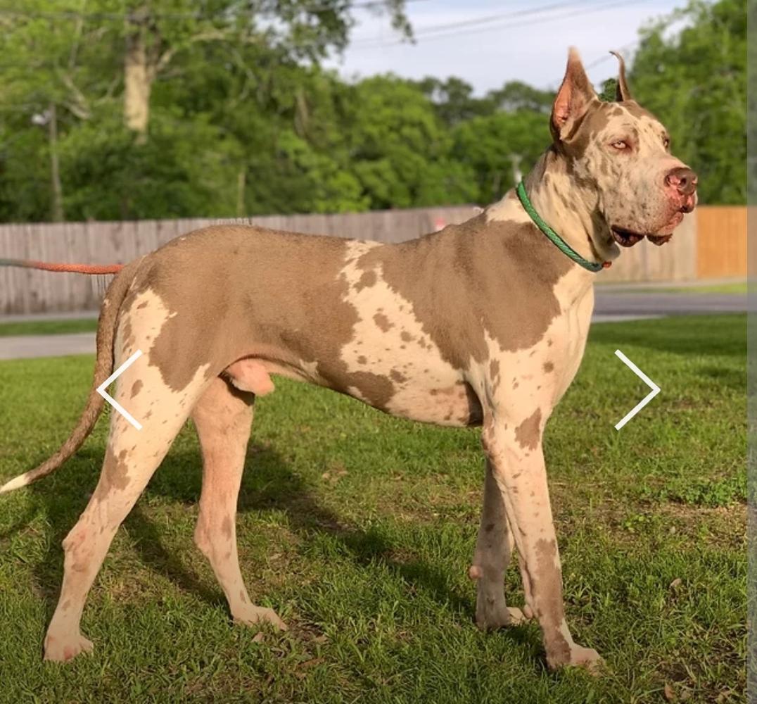 King's Guardian Legends Of Barron