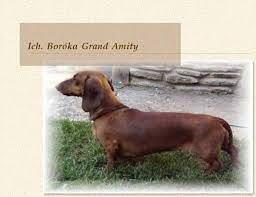 INT.CH, HCH, SLO-JCH, BIH-SCG-SLO-HR.CH, 2XWW Boróka Grand Amity