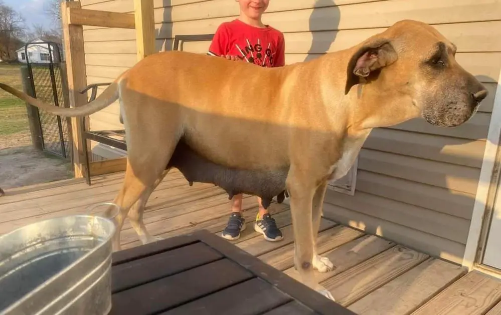 Night Sky's Teegan Lunar Mist