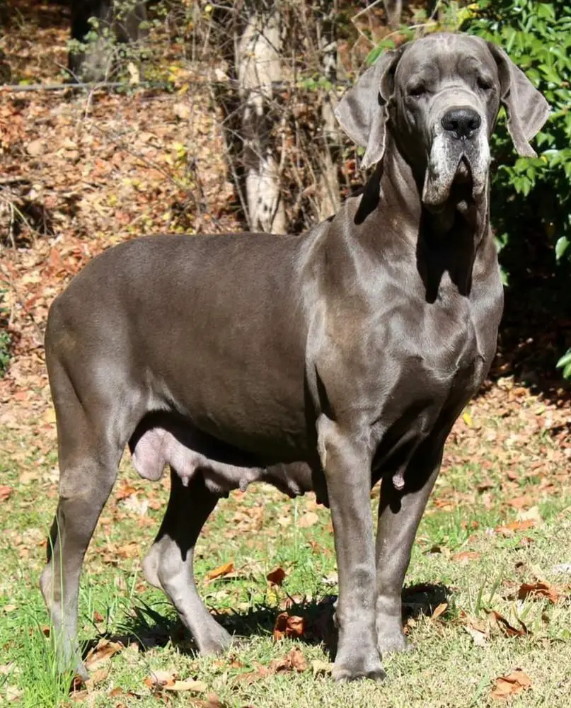 KaiserHollas Indica Of Ethereal