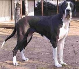 Petruska Della Baia Azzurra